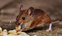 24 Hour & Emergency Exterminators in Eagle River, AK